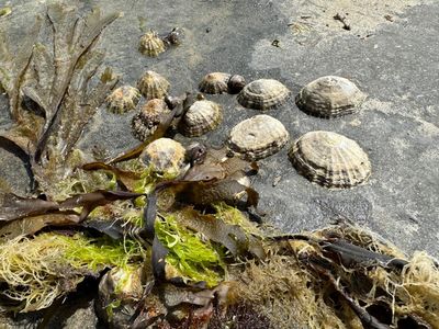 Country diary: Pity the poor limpets – must the summer holidays mean they get smashed by a child?