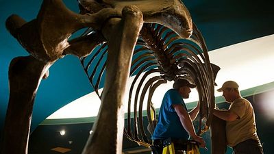 Danube dries up in heat: Skeleton of giant mammoth uncovered in Bulgaria