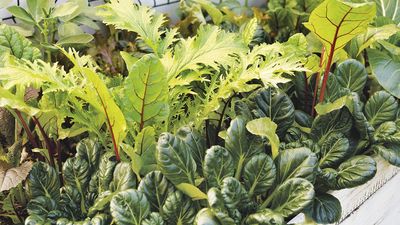 Vegetables to Sow in August – 7 Easy Crops to Plant Now for a Fall Harvest