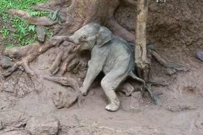 Rescued wild elephant calf in critical condition