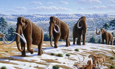 Bulgaria's Danube fell to record lows after heat and rain shortages: Its exposed bed revealed the jaw, tusks and femur of a young mammoth
