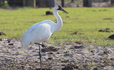 In 1946, an Audubon ornithologist travelled 26,000 miles searching for the unknown nesting ground of America's last 15 migratory whooping cranes; their wild population now approaches 700