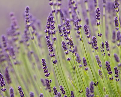 Purple reign: how shade became British gardeners’ favourite