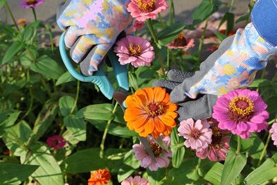 8 Flowers That Keep a Cutting Garden Productive Into Fall
