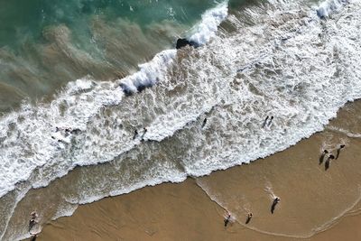 California sees uptick in great white sharks and deadly sea snakes during scorching heatwave