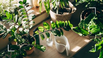 Houseplant experts reveal the best 'type' of water to use on your plants and the one you should avoid