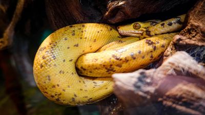 A South Carolina bassist bitten by a copperhead had to try three medical facilities before she found antivenom