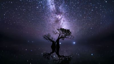 This mesmerizing image of a galactic mangrove won a photography award – and it stopped me in my tracks
