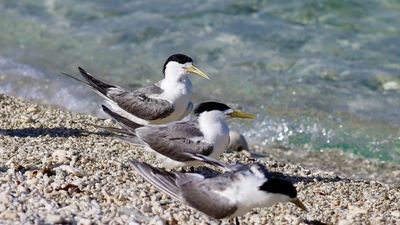 'Starting to take off': bird flu mass mortality likely