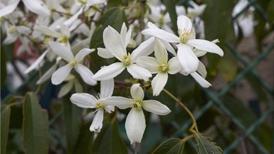 Cool Down Your Sun-Soaked Fence With These 7 Vines – Their Lush Foliage Could Even Shield Your Home From Summer Heat