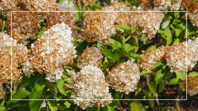 Don't make this common summer hydrangea mistake - it could cost you blooms next year