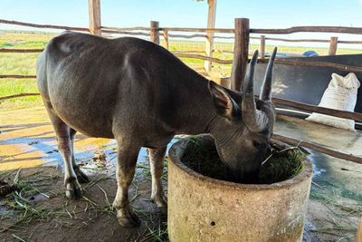 Appetite grows for Talay Noi swamp buffalo meat