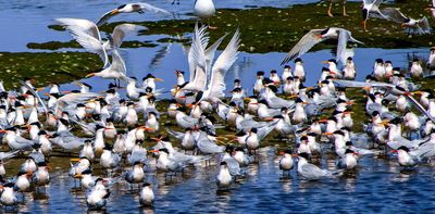 The warning signs are over: Australia now faces a devastating bird flu outbreak in wildlife