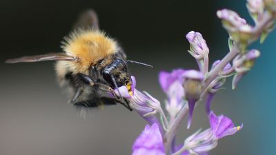 Scientists have used AI-powered camera traps in the fight to save bees. THIS is how I want AI to be used, not to generate slop