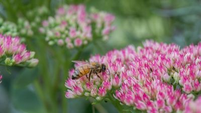 The One Plant You Need if You Hate Deadheading but Love Long-Lasting Color