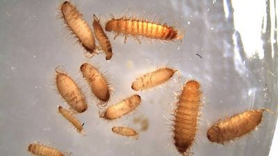 In 1953, the khapra beetle reached US grain stores; authorities fumigated more than 600 infested sites before declaring it eradicated in 1966