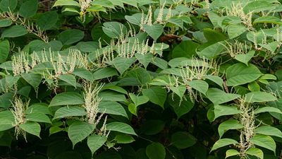 In 1850, Britain received Japanese knotweed as an exotic garden ornament; its rapid growth later turned the Victorian prize into a national menace