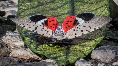 In 2014, the spotted lanternfly likely arrived in Pennsylvania on imported goods from Asia; now the sap-sucking insect threatens vineyards across the eastern US