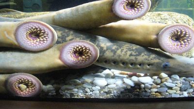 In 1921, a vampire-like sea lamprey appeared above Niagara Falls; by the late 1930s, it had spread through the Great Lakes and devastated native lake trout