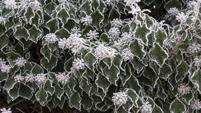 In 1727, colonists brought English ivy to America to cover shady gardens, and now its evergreen vines smother forests and weigh down trees
