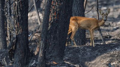 Heatwaves to increase 'fivefold by 2050', warns French weather bureau chief