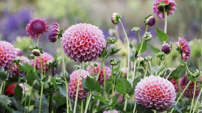 I Never Skip These 7 Dahlia Jobs in August – They're the Secret to Bigger Blooms That Last Until Frost