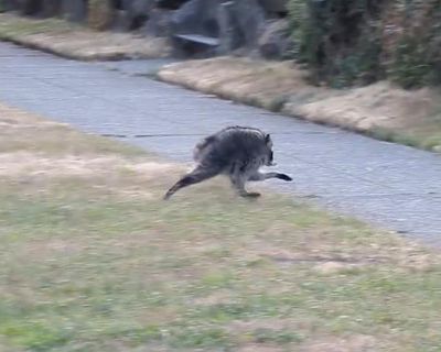 Why we’re all obsessed with Jimothy the raccoon, the internet’s animal of the moment