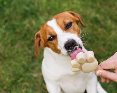 Struggling to get through summer? Treat yourself like a beloved dog – and six other survival tips