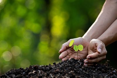Should You Transplant Volunteer Seedlings During Hot Weather?