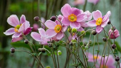 The One Plant You Need if Your Borders Always Look Empty in September – Pollinators Love Its Elegant Blooms