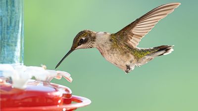 Tired of Ants in Your Hummingbird Feeder? This $9 Tool Keeps Them Out – No Chemicals Required