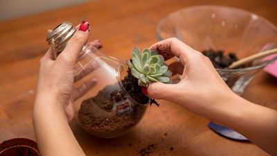 Forget high-maintenance houseplants: A DIY terrarium is a gorgeous centerpiece that thrives on neglect