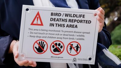 Perfect mix: stage set for 'maximum' bird flu damage