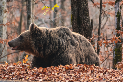 Romania's 'Problem Bears' Crisis Deepens as Tourist Feeding Sparks Fears of 900 Animals Being Killed