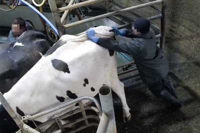 Undercover footage reveals animal cruelty at award-winning dairy farm
