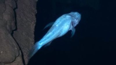 Scientist explore Alabama cave, expecting to learn more of endangered species, only to discover something new: The demon cavefish