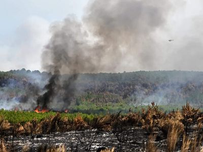 What Europe can learn from Australia's 'Black Summer' wildfires
