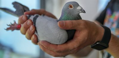 How pigeon fanciers are helping scientists understand lung disease
