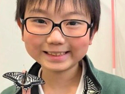 10-year-old Japanese boy finds butterflies he raised from caterpillars remember him; his curiosity leads to a surprising discovery about how insect memory works
