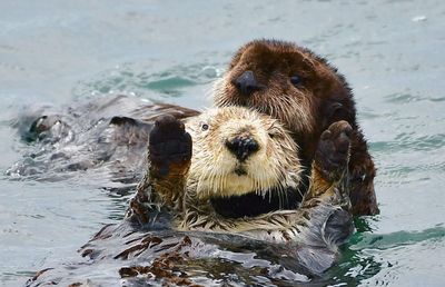 A river otter attacked a mother and toddler at a Washington marina. Their family just got a $350,000 settlement