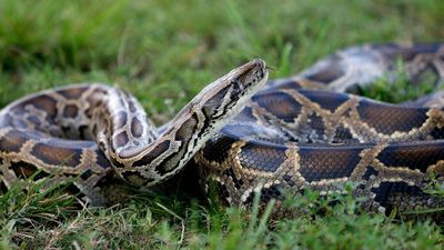 In 1970s, Burmese pythons arrived in Florida as pets. Then a hurricane helped turn them into the Everglades' top predator—now robot rabbits are fighting back