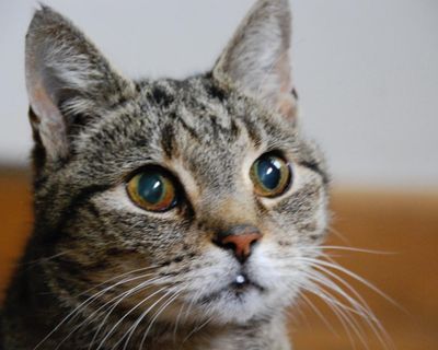 The pet I’ll never forget: Karl, the tabby who went to college and learned to use a toilet