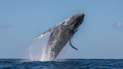 Western Australia’s humpback sightings fell 60%; days later, weakened Southern Ocean seabirds appeared thousands of kilometres away on the country’s east coast