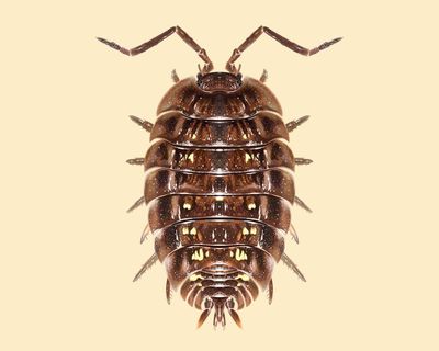 ‘Bumbling, mumbling’ tidiers of our world: the unexpected superpowers of the common woodlouse