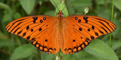 Some tropical butterflies live surprisingly long lives. Is it their high-protein diet?