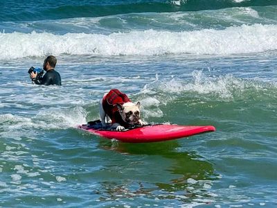 After beating cancer, this California woman and her dog found hope on the waves and now they’re surfing together at World Dog Surfing Championships