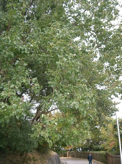 Around 1900, the US planted Chinese tallow across the Gulf Coast as a commercial oil crop; it later invaded southern forests and can be toxic to cattle