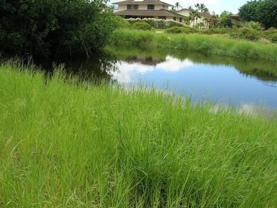 In the early 1900s, the USDA distributed torpedograss as cattle feed; its torpedo-shaped roots later invaded southern wetlands and waterways