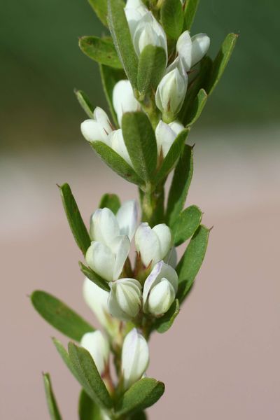 Introduced for forage and soil conservation, sericea lespedeza later spread through the US prairies while mature plants were largely avoided by grazing cattle