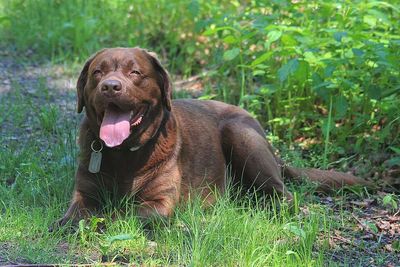 In 2011, giant African land snails were found in Miami; Florida later sent trained Labradors into gardens to sniff out invaders humans could miss